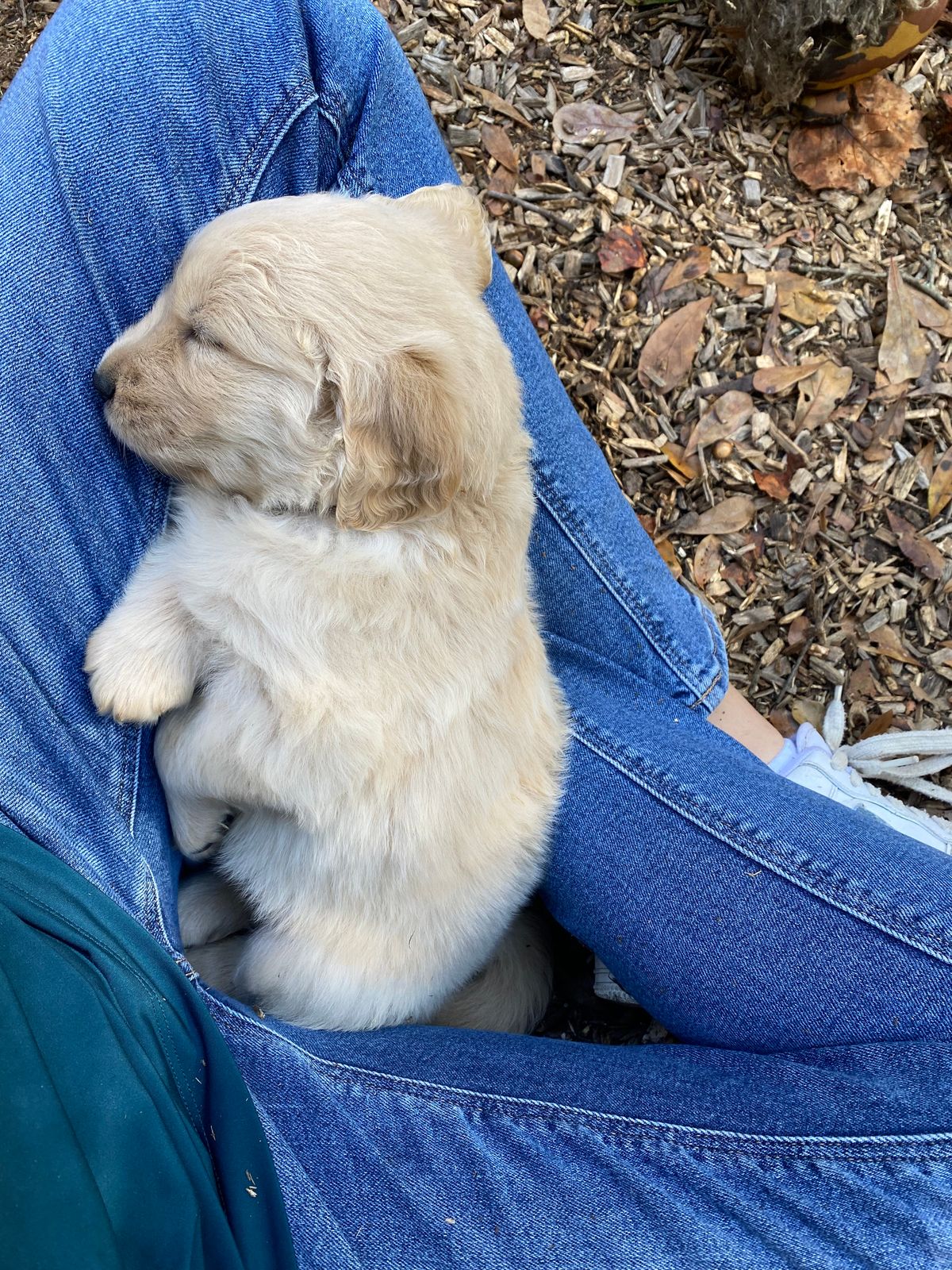 Tiny - Female - ADOPTED 2023