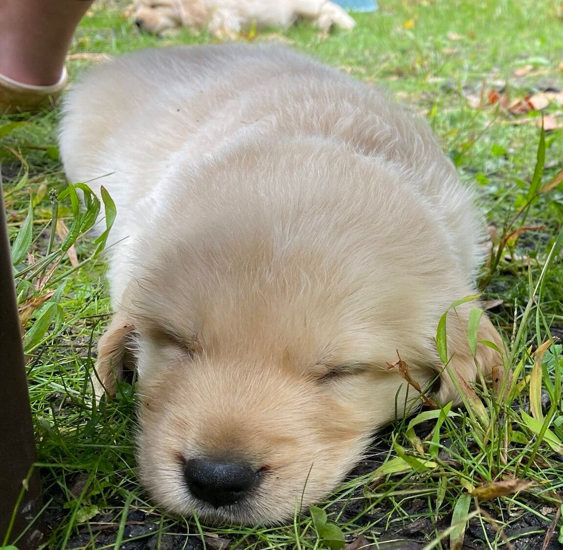 Gilbert - Male - ADOPTED 2023