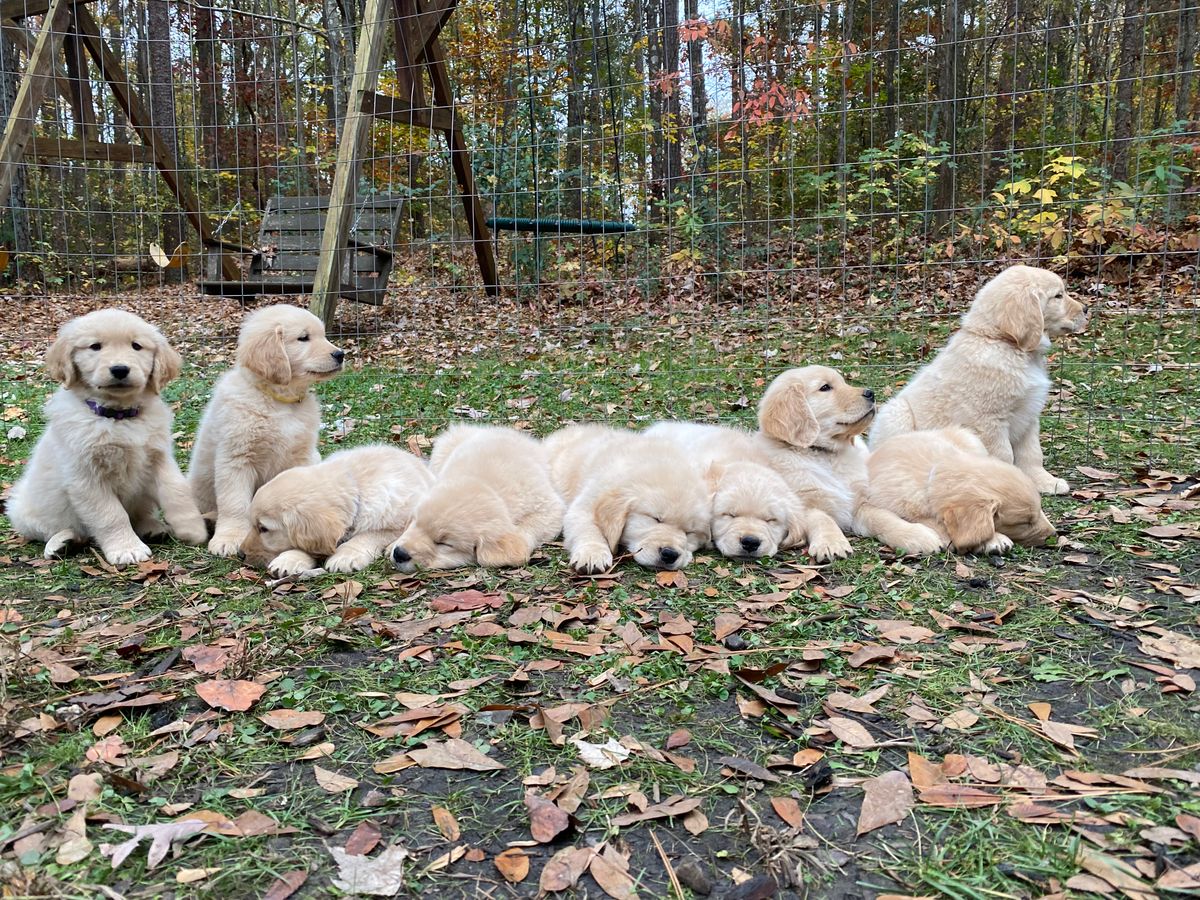 Previous Litter
