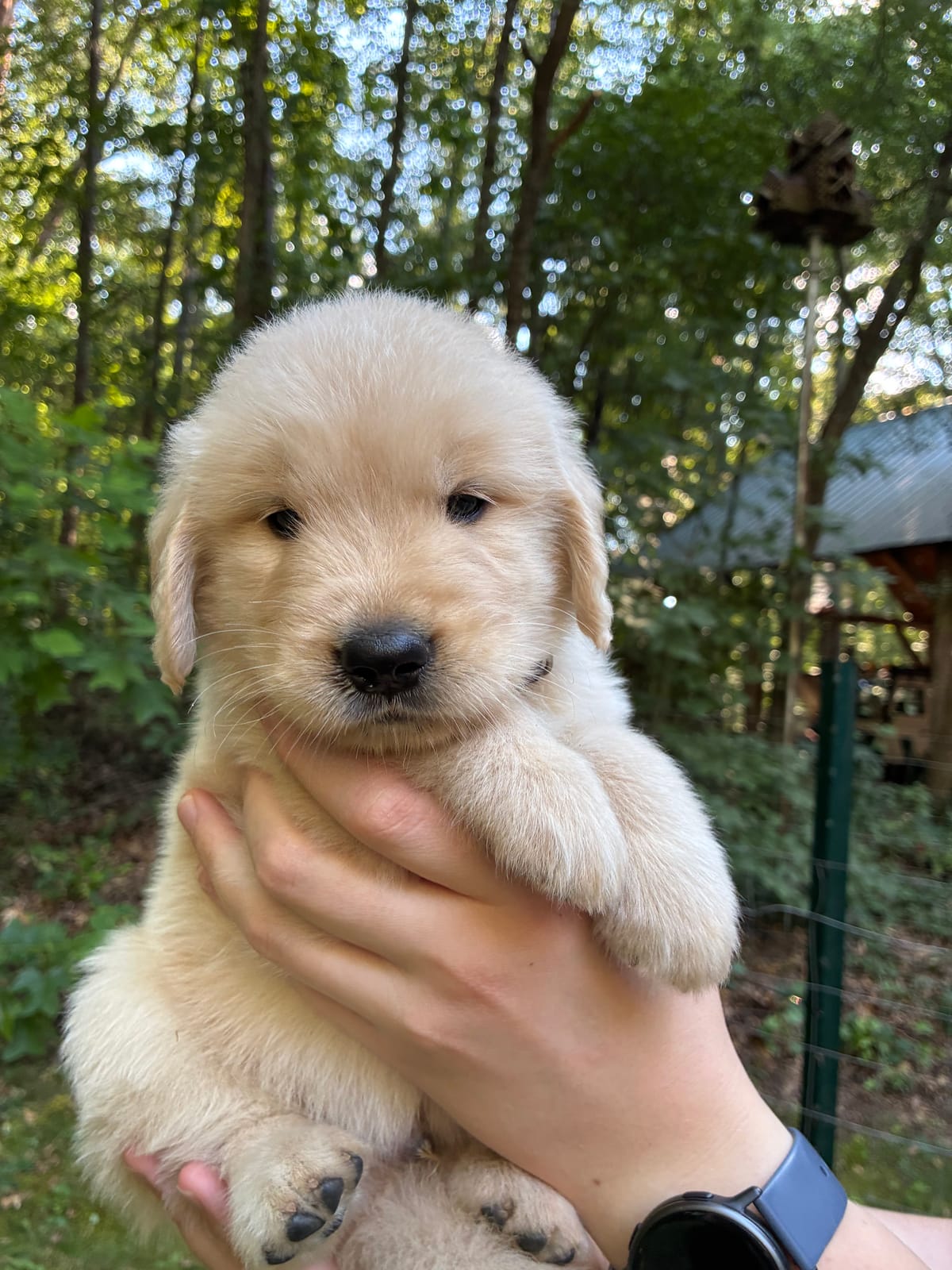ADOPTED- Stormy - Male