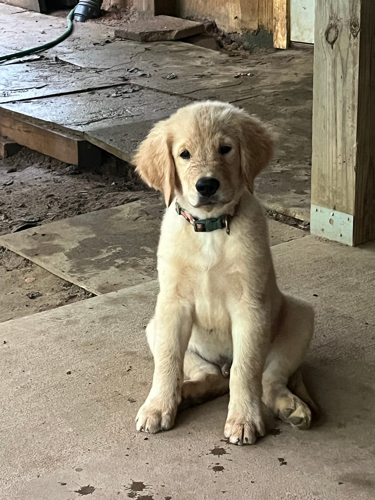 ADOPTED - Maple - Male