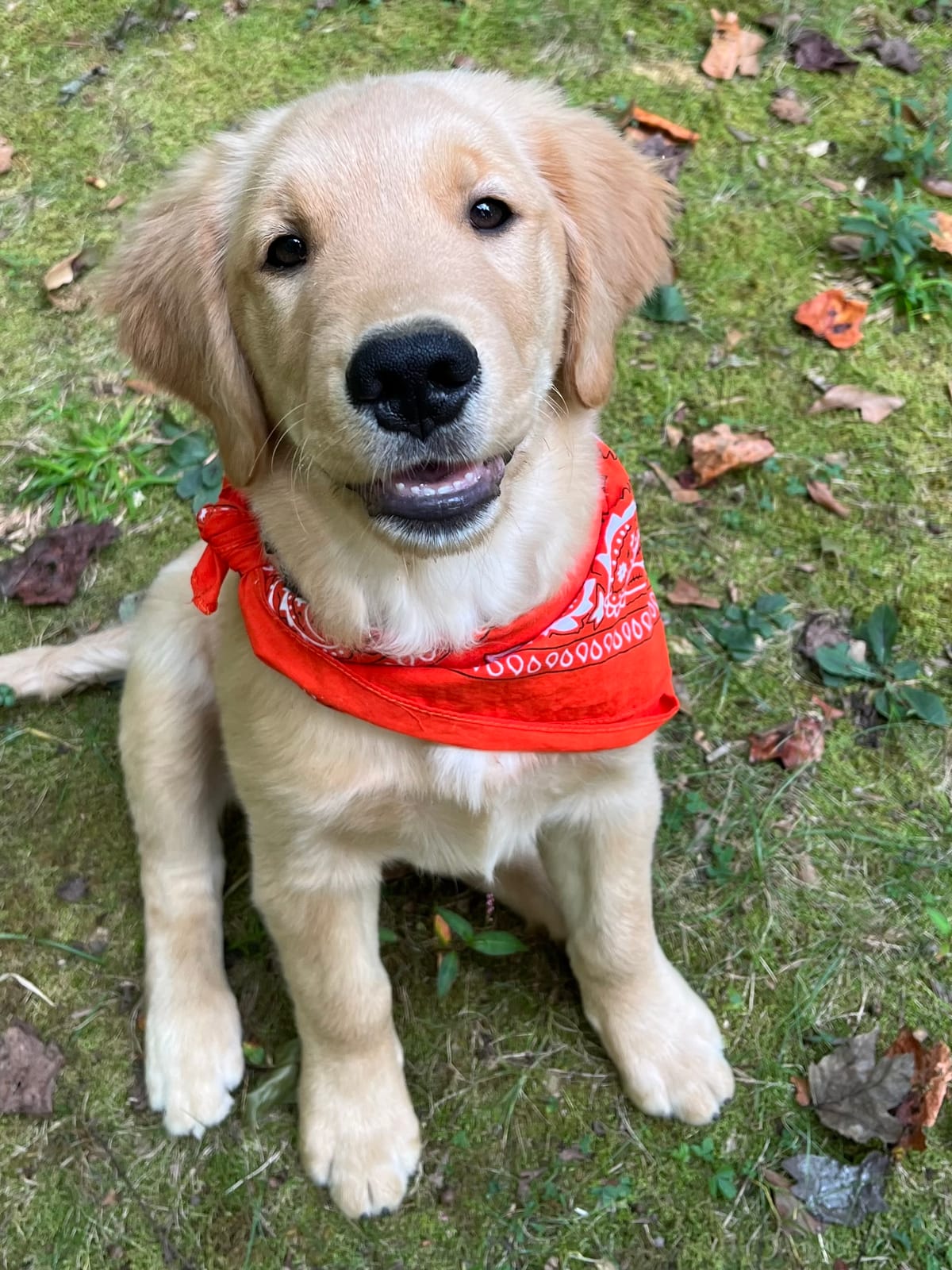 ADOPTED - River - Female