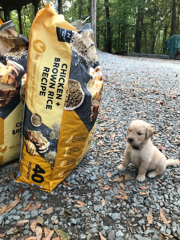 Chip - Male - ADOPTED 2023