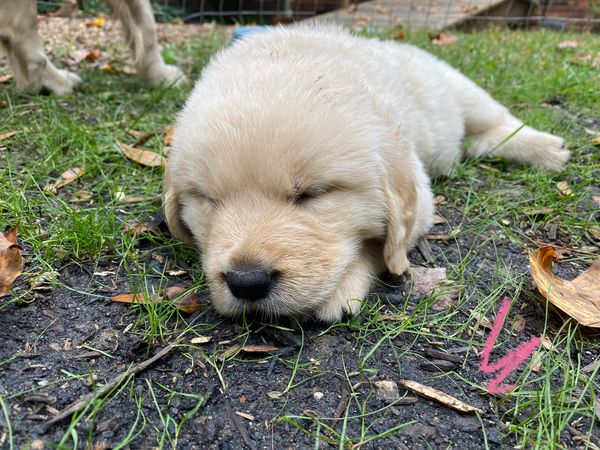 Summer - Female - ADOPTED 2023
