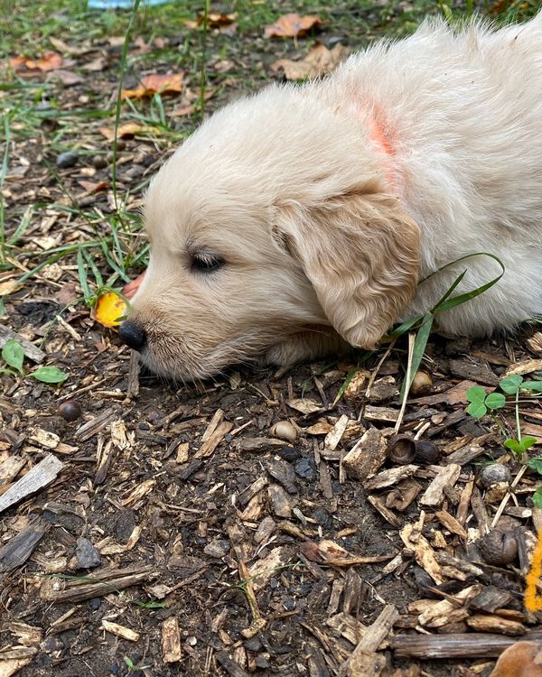 Pumpkin - Female - ADOPTED 2023