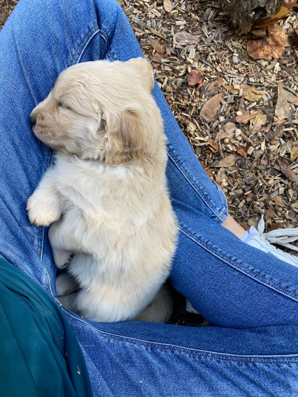 Tiny - Female - ADOPTED 2023