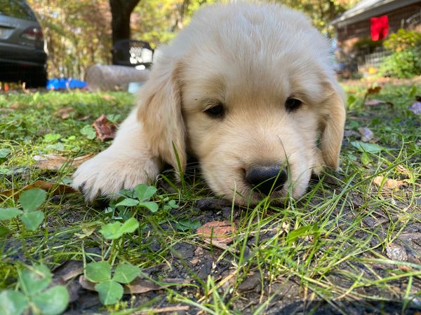 Champ - Male - ADOPTED 2023
