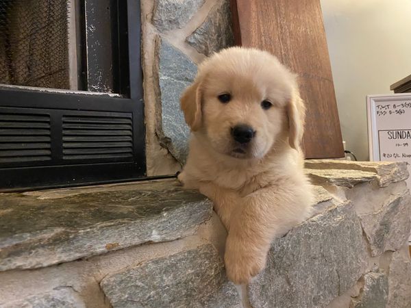 Samwise - Male - ADOPTED 2023