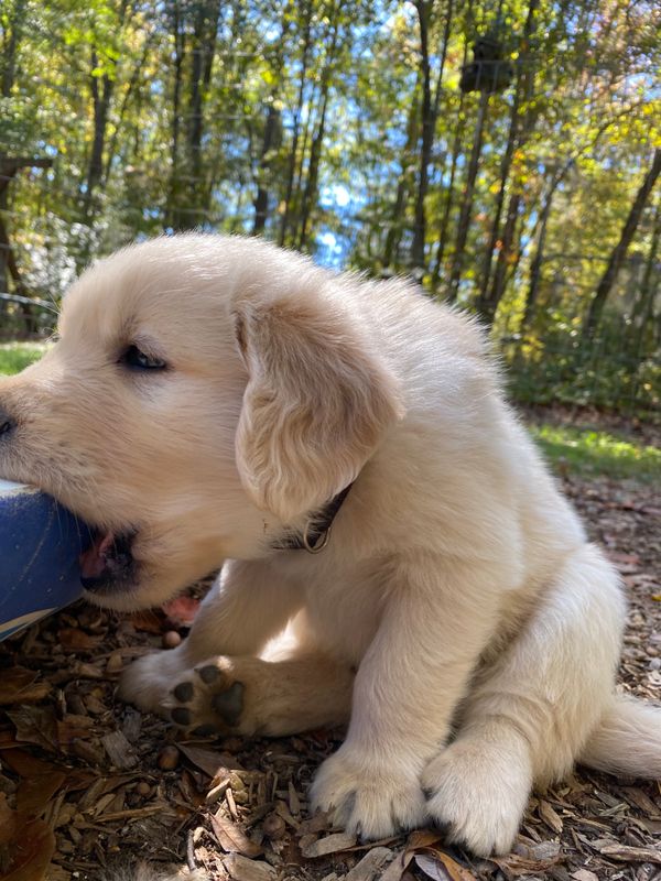 Chunky Monkey - Male - ADOPTED 2023
