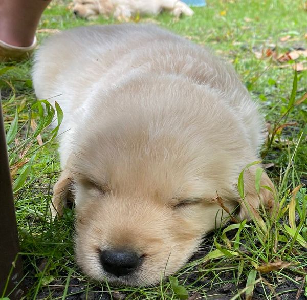 Gilbert - Male - ADOPTED 2023