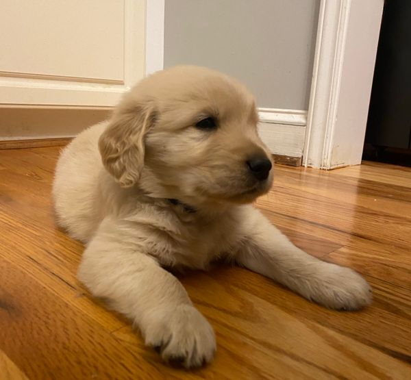 Legolas - Male - ADOPTED 2023