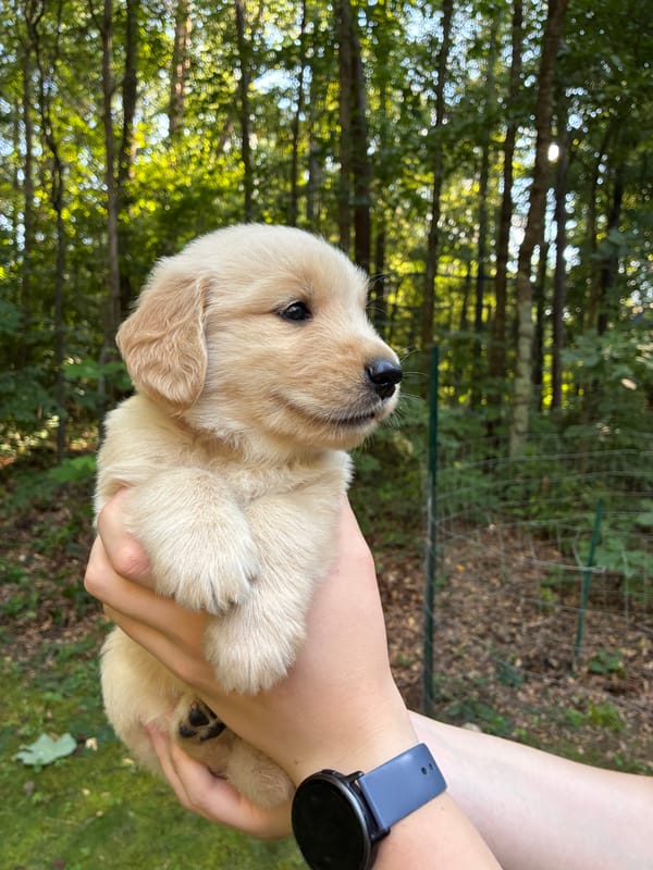 ADOPTED - Comet - Male