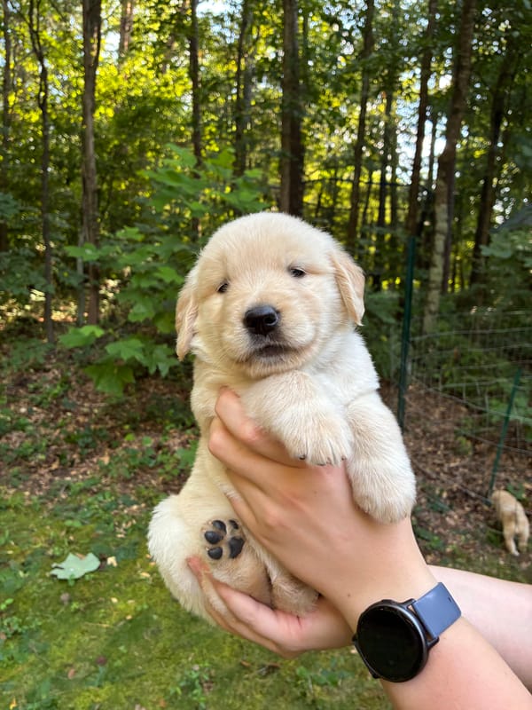 ADOPTED- Violet - Female