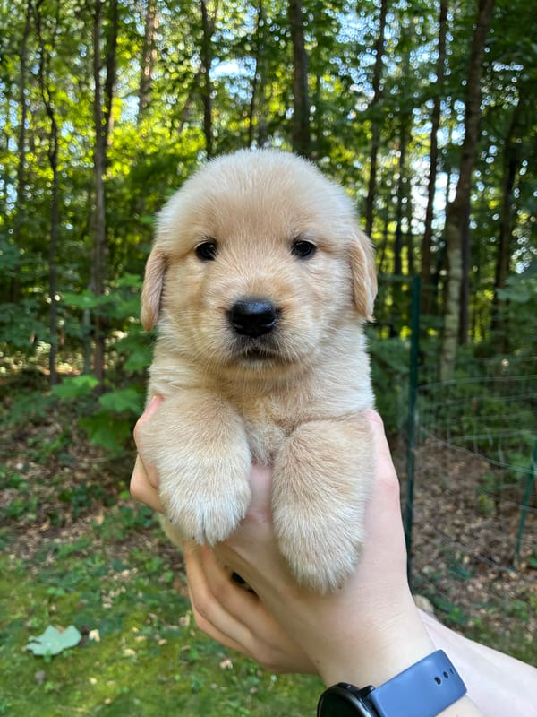 Adopted- Luna - Female