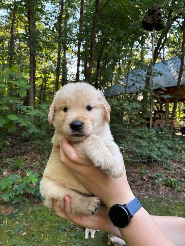 ADOPTED- Phoenix - Male